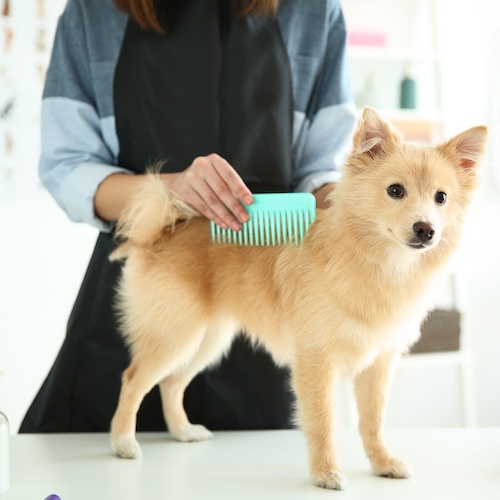 初級寵物美容師證書課程(第79屆)