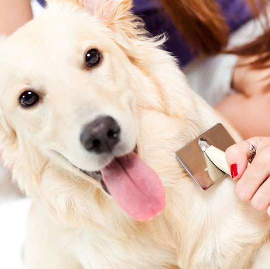 初級寵物美容師證書課程(第90屆)