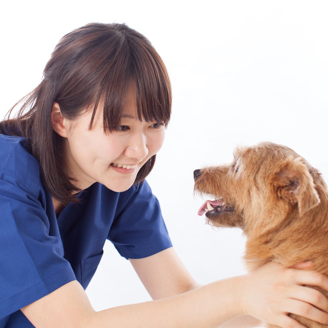 專業獸醫助理培訓課程(第59屆)